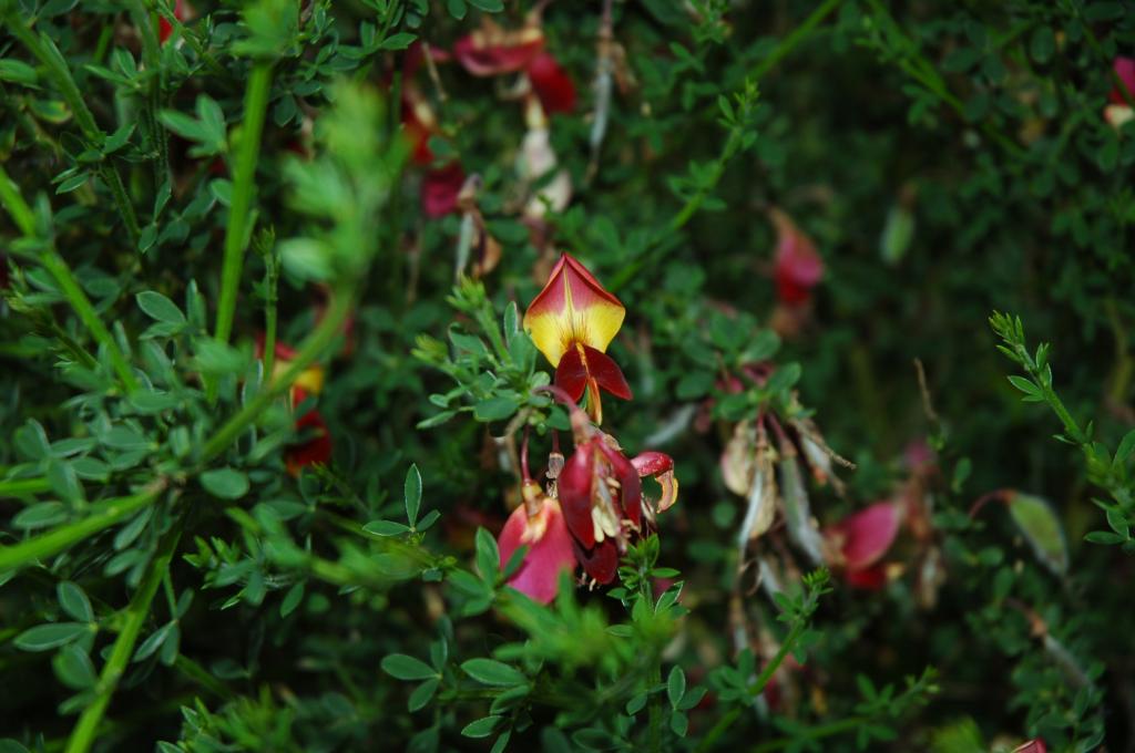 dsc_0390.jpg.jpg
