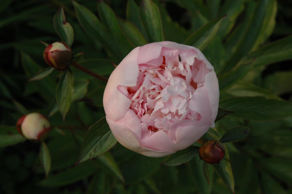 dsc_0413.jpg.jpg