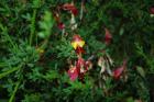 thumbs/dsc_0390.jpg.jpg