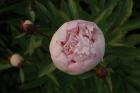 thumbs/dsc_0413.jpg.jpg