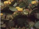 Opuntia sp 