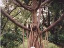 Seltsamer Baum I