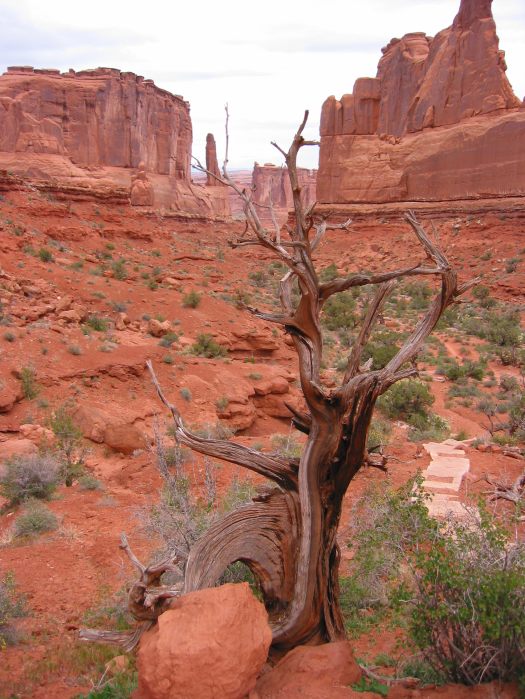 Schraubenzieherbaum
