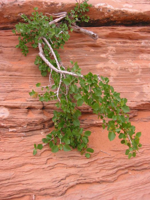 Seltsamer Baum