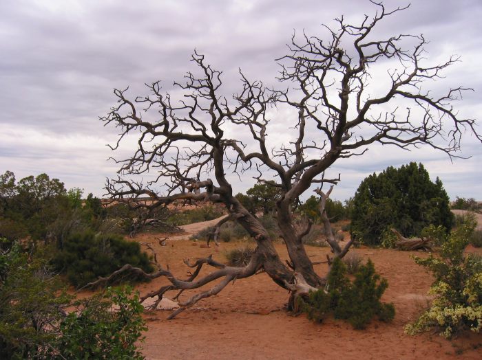 Toter Baum